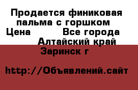 Продается финиковая пальма с горшком › Цена ­ 600 - Все города  »    . Алтайский край,Заринск г.